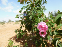 production Plantes aromatiques Sfax