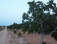 Figues Bio à Sfax